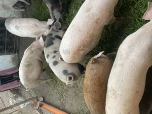 Vind grasuni telefon   - imagine 2