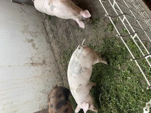 Vind grasuni telefon  