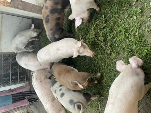 Vind grasuni telefon   - imagine 3