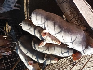 Șoldani de carne - imagine 2