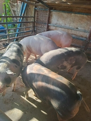 Porci de vanzare Santana - imagine 2