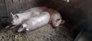Vând porci .acum sau pt craciun