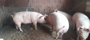 Vând porci .acum sau pt craciun - imagine 2