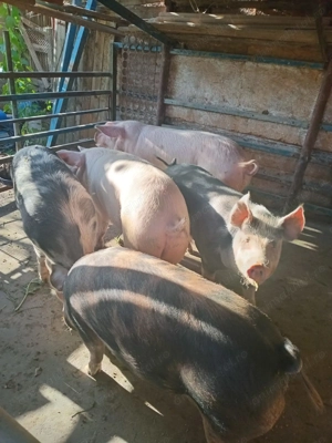 Porci de vanzare Santana