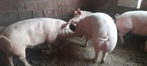 Vând porci .acum sau pt craciun - imagine 3