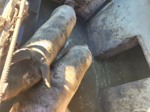 vand porci,godini,purcei - imagine 2