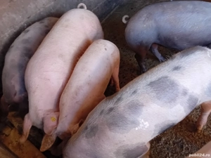 Porci de carne de 80kg la130  - imagine 4