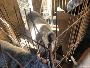 vand porci,godini,purcei