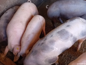 Porci de carne de 80kg la130 