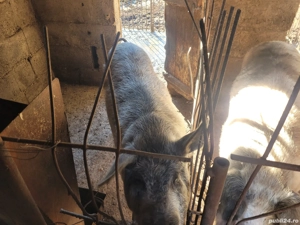 vand porci,godini,purcei - imagine 3