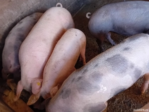 Porci de carne de 80kg la130  - imagine 3