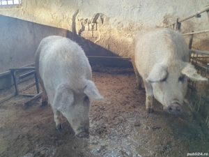 Porci mangalita