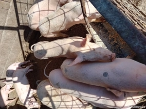 Șoldănei foarte frumoș 45kg 50kg - imagine 2