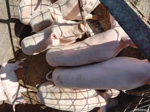 Șoldănei foarte frumoș 45kg 50kg - imagine 5