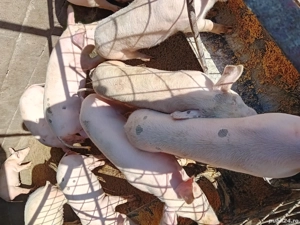 Șoldănei foarte frumoș 45kg 50kg - imagine 3