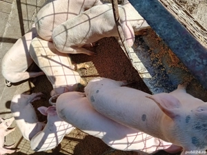 Șoldănei foarte frumoș 45kg 50kg - imagine 4