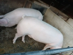 Anunt.Se vând porci si purcei - imagine 2