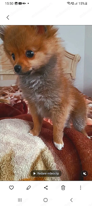 Pomeranian de vinzare