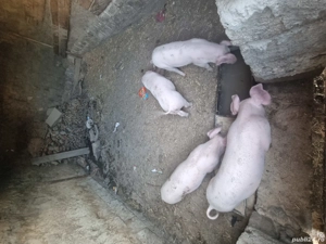 Vând purcei - imagine 3