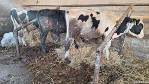 Vând taurasi si vitele