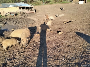 de vânzare mangalița  - imagine 2