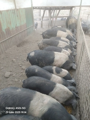 Porci Bazna rasă pură 
