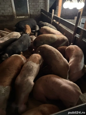 Vier ,purcei si porci de vanzare  - imagine 2