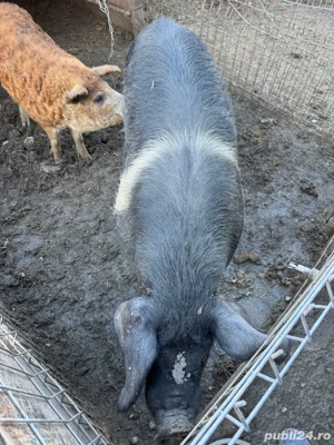 Vier ,purcei si porci de vanzare  - imagine 4