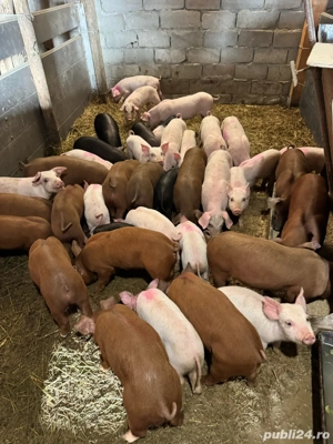 Vier ,purcei si porci de vanzare  - imagine 3