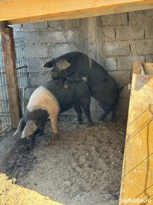 Vier ,purcei si porci de vanzare 