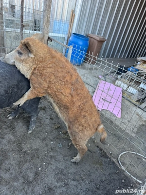 Vier ,purcei si porci de vanzare  - imagine 5