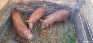 vând grasuni Mangalița.