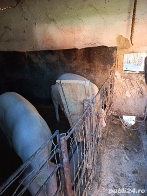 Vând porci 17 lei kg