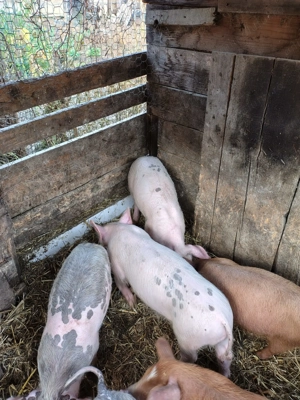 Vând 3 purcei marele alb