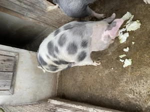 Porci de vânzare - imagine 3