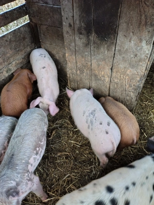 Vând 3 purcei marele alb - imagine 2