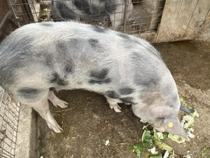 Porci de vânzare - imagine 2