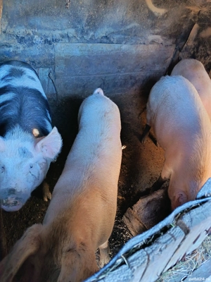 Vând porci 17 lei kg - imagine 2