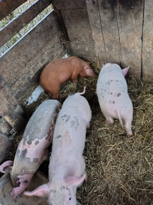 Vând 3 purcei marele alb - imagine 3