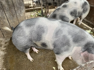 Porci de vânzare - imagine 4