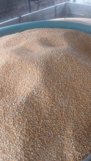 Vând porumb boabe 2025 - Timis