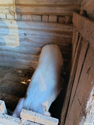 Vând porci 17 lei kg - imagine 4