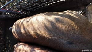 Porci de vînzare  - imagine 3