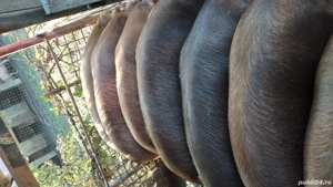 Porci de vînzare  - imagine 4