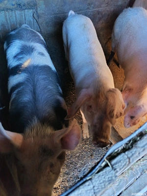 Vând porci 17 lei kg - imagine 3