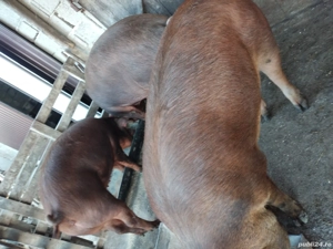 Porci de vînzare  - imagine 2