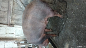 Porci de vînzare  - imagine 5