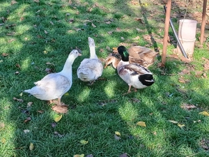 Rate de  romanesti si mute