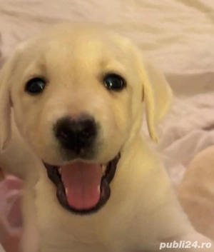 Labrador Retriever Auriu pui 