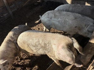 Vând porcușori mangaliță  - imagine 2